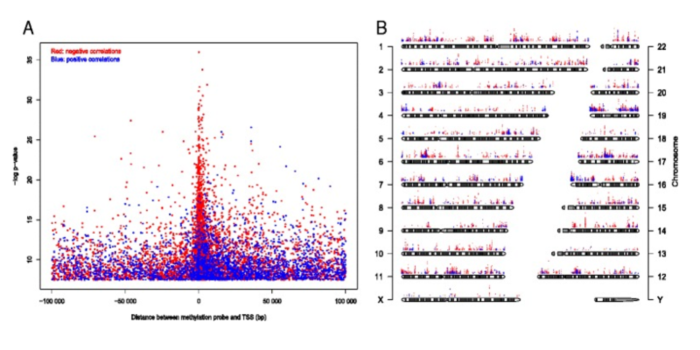 Figure 4. CpGs whose methylation level significantly correlated with gene expression (Bonferroni corrected P -value <0.05). (A) Significance level of correlation between methylation level and gene expression plotted against distance between the CpG and transcription start site (TSS). Red dots represent negative correlation and blue dots represent positive correlation. (B) Significance level and genome-wide distribution of correlation between methylation level and gene expression.
